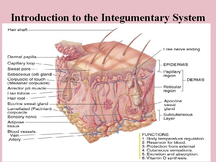 Introduction to the Integumentary System 