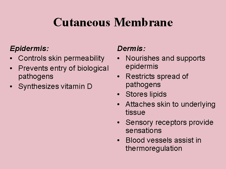 Cutaneous Membrane Epidermis: • Controls skin permeability • Prevents entry of biological pathogens •