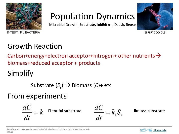 Population Dynamics Microbial Growth, Substrate, Inhibition, Death, Reuse STREPTOCOCCUS INTESTINAL BACTERIA Growth Reaction Carbon+energy+electron