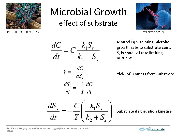 Microbial Growth effect of substrate INTESTINAL BACTERIA STREPTOCOCCUS Monod Eqn. relating microbe growth rate