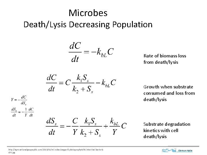 Microbes Death/Lysis Decreasing Population Rate of biomass loss from death/lysis Growth when substrate consumed