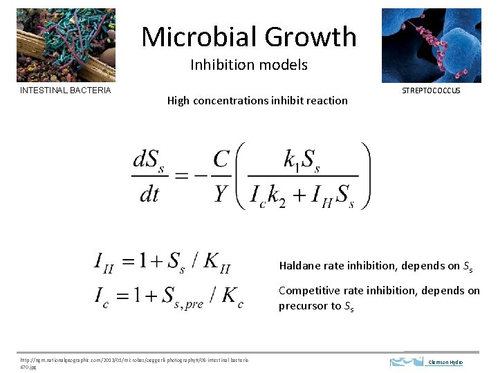 Microbial Growth Inhibition models INTESTINAL BACTERIA High concentrations inhibit reaction STREPTOCOCCUS Haldane rate inhibition,