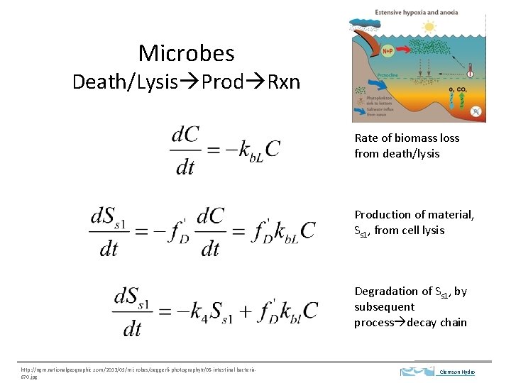 Microbes Death/Lysis Prod Rxn Rate of biomass loss from death/lysis Production of material, Ss