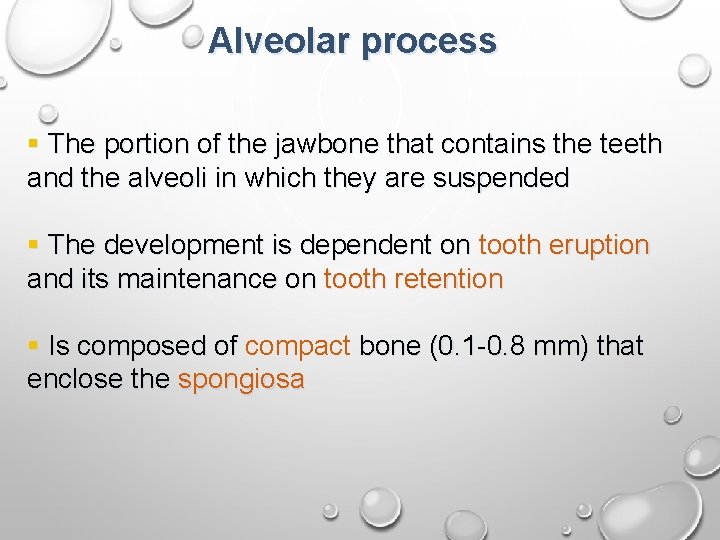 Alveolar process § The portion of the jawbone that contains the teeth and the Alveolar process § The portion of the jawbone that contains the teeth and the