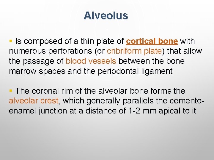 Alveolus § Is composed of a thin plate of cortical bone with numerous perforations