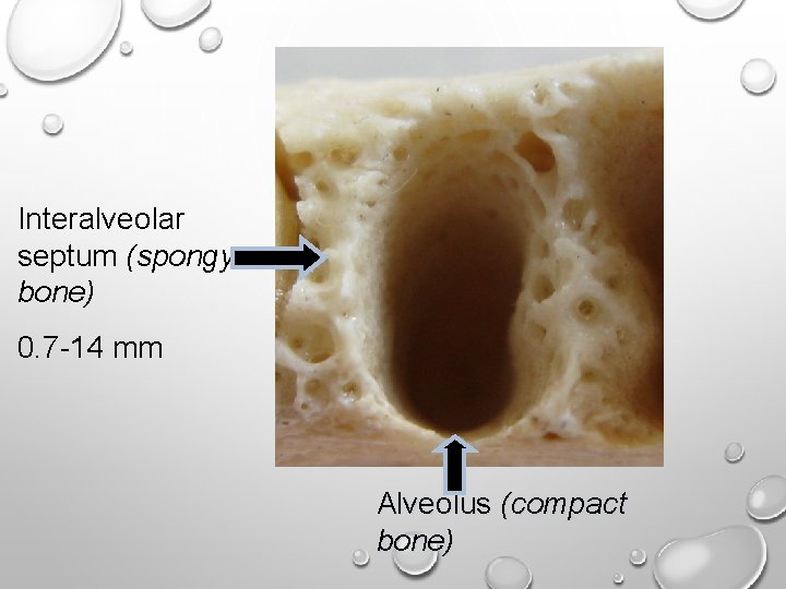 Interalveolar septum (spongy bone) 0. 7 -14 mm Alveolus (compact bone) Interalveolar septum (spongy bone) 0. 7 -14 mm Alveolus (compact bone)