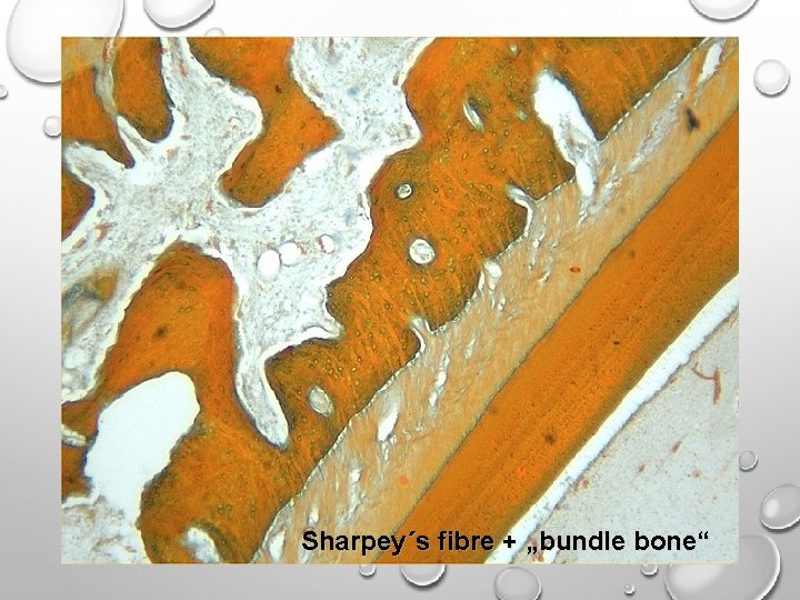 Sharpey´s fibre + „bundle bone“ Sharpey´s fibre + „bundle bone“