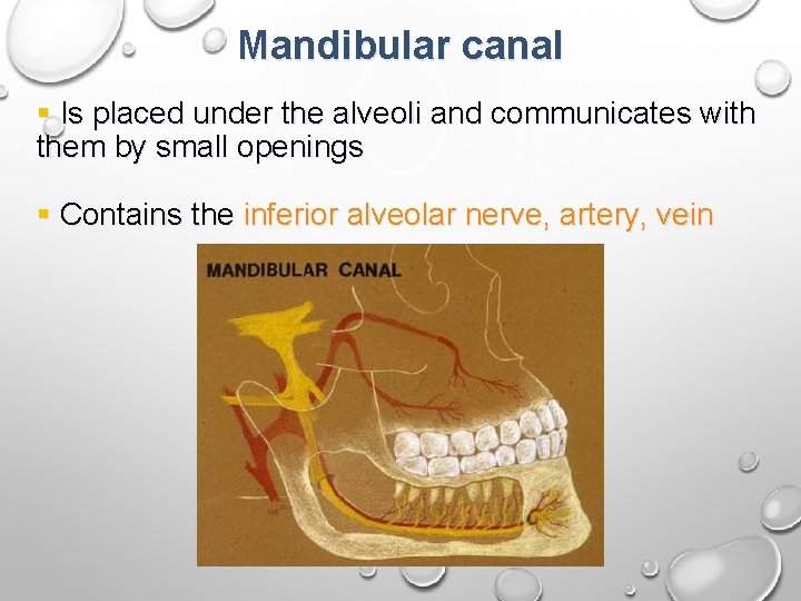 Mandibular canal § Is placed under the alveoli and communicates with them by small