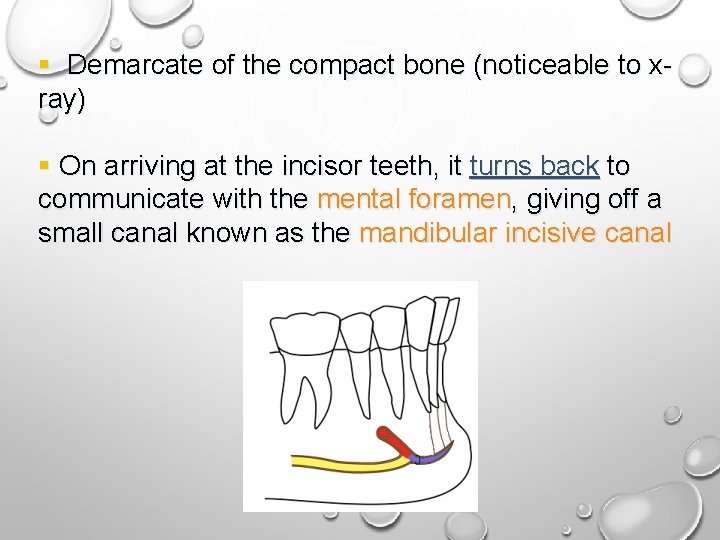 § Demarcate of the compact bone (noticeable to xray) § On arriving at the