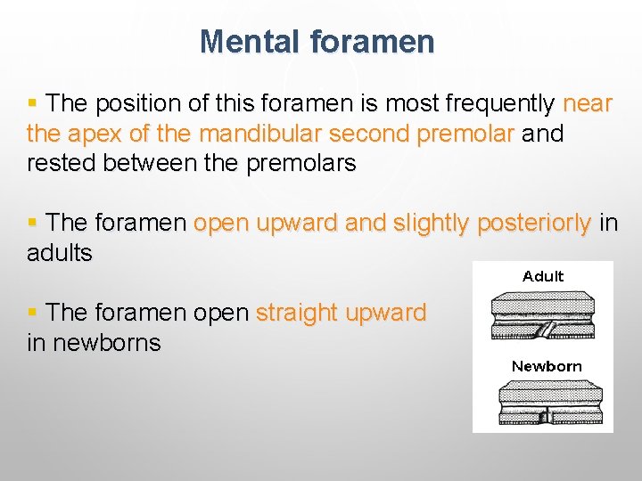 Mental foramen § The position of this foramen is most frequently near the apex Mental foramen § The position of this foramen is most frequently near the apex