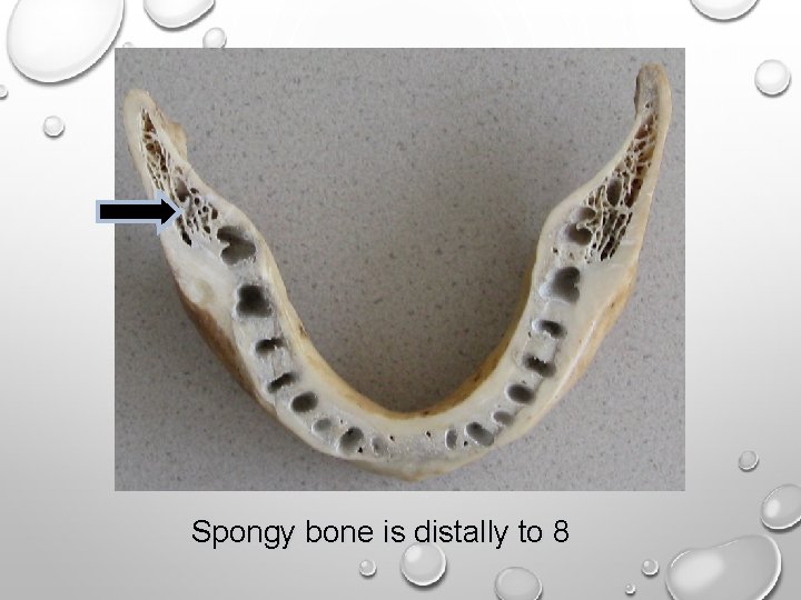 Spongy bone is distally to 8 