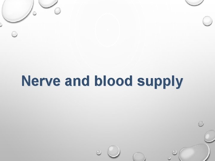 Nerve and blood supply Nerve and blood supply