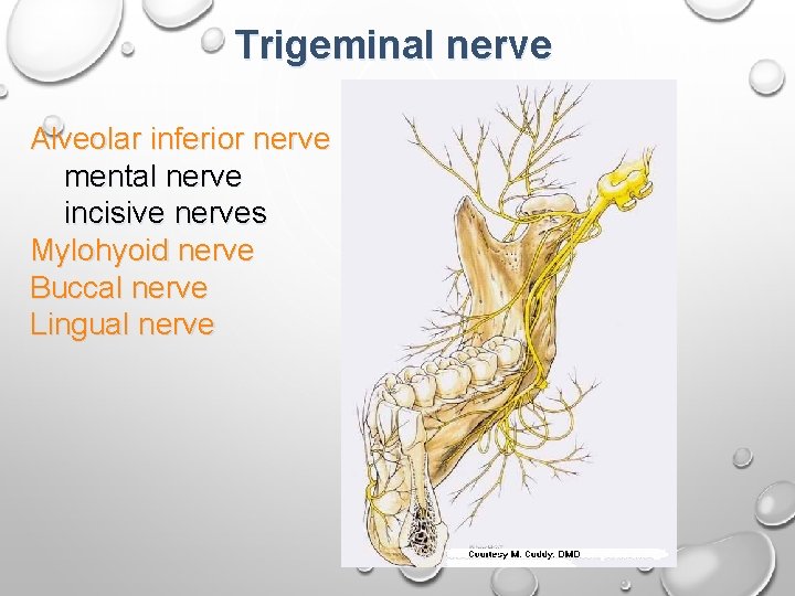 Trigeminal nerve Alveolar inferior nerve mental nerve incisive nerves Mylohyoid nerve Buccal nerve Lingual
