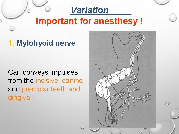 Variation Important for anesthesy ! 1. Mylohyoid nerve Can conveys impulses from the incisive,