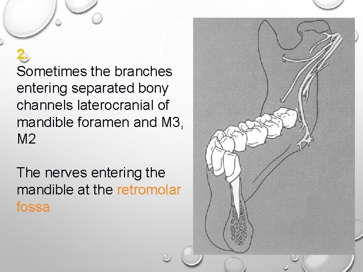 2. Sometimes the branches entering separated bony channels laterocranial of mandible foramen and M