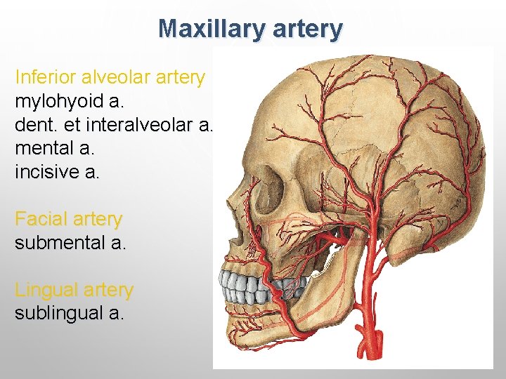 Maxillary artery Inferior alveolar artery mylohyoid a. dent. et interalveolar a. mental a. incisive Maxillary artery Inferior alveolar artery mylohyoid a. dent. et interalveolar a. mental a. incisive