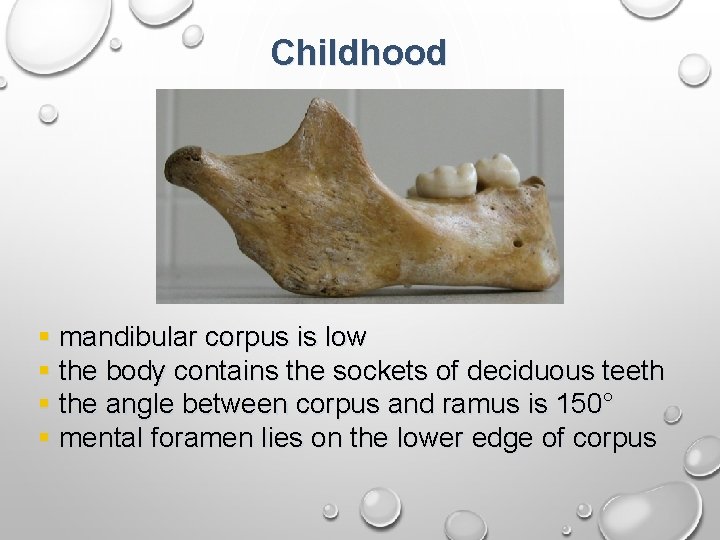 Childhood § mandibular corpus is low § the body contains the sockets of deciduous