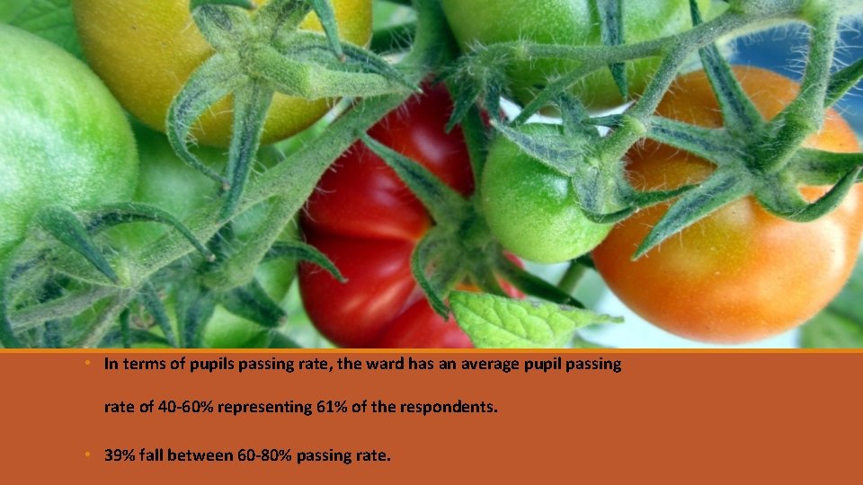  • In terms of pupils passing rate, the ward has an average pupil