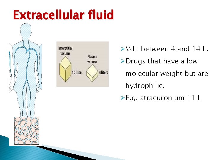 Extracellular fluid ØVd: between 4 and 14 L. ØDrugs that have a low molecular