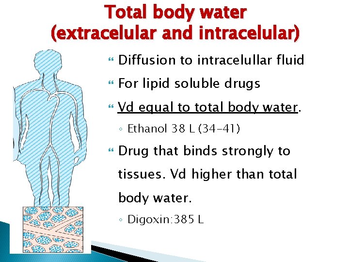 Total body water (extracelular and intracelular) Diffusion to intracelullar fluid For lipid soluble drugs