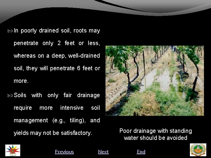  In poorly drained soil, roots may penetrate only 2 feet or less, whereas
