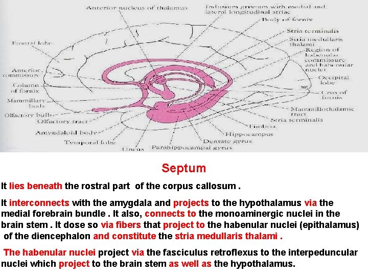 Septum It lies beneath the rostral part of the corpus callosum. It interconnects with