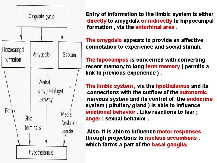 Entry of information to the limbic system is either directly to amygdala or indirectly