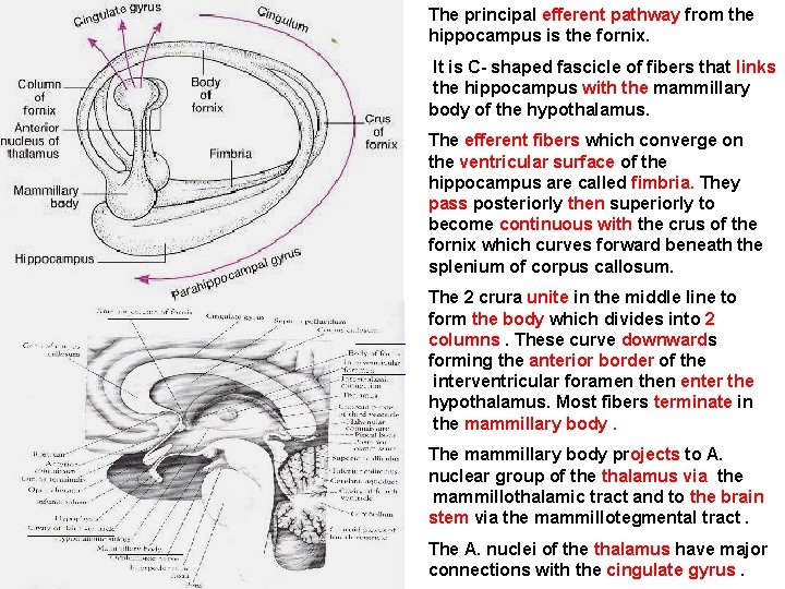 The principal efferent pathway from the hippocampus is the fornix. It is C- shaped