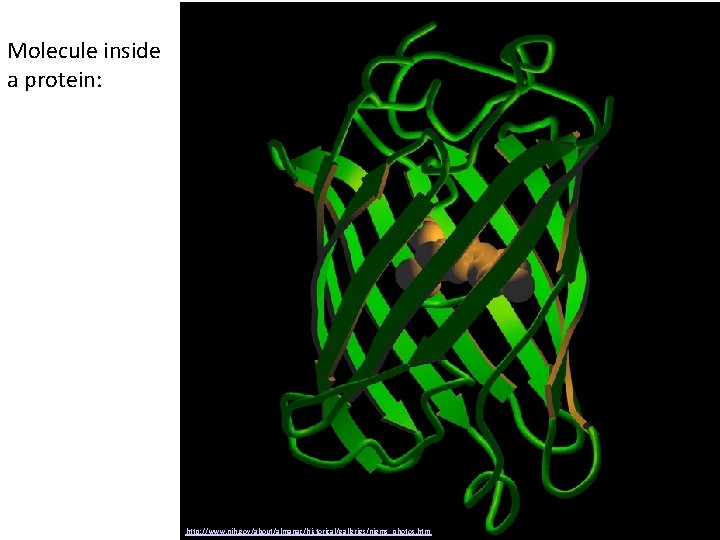 Molecule inside a protein: 33 http: //www. nih. gov/about/almanac/historical/galleries/nigms_photos. htm 