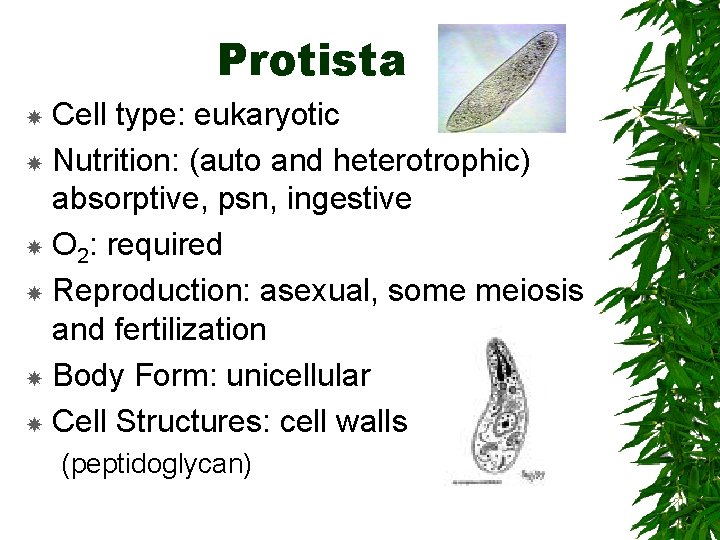 Protista Cell type: eukaryotic Nutrition: (auto and heterotrophic) absorptive, psn, ingestive O 2: required
