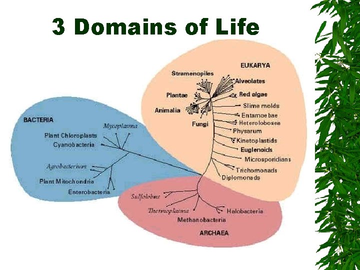 3 Domains of Life 