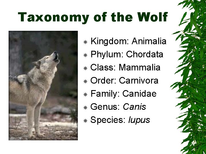 Taxonomy of the Wolf Kingdom: Animalia Phylum: Chordata Class: Mammalia Order: Carnivora Family: Canidae