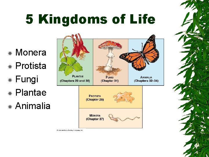 5 Kingdoms of Life Monera Protista Fungi Plantae Animalia 