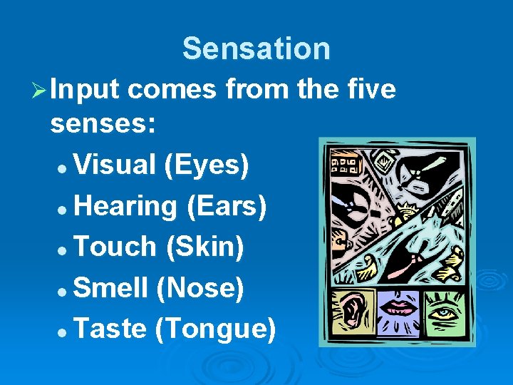 Sensation Ø Input comes from the five senses: l Visual (Eyes) l Hearing (Ears)