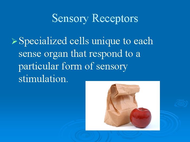 Sensory Receptors Ø Specialized cells unique to each sense organ that respond to a