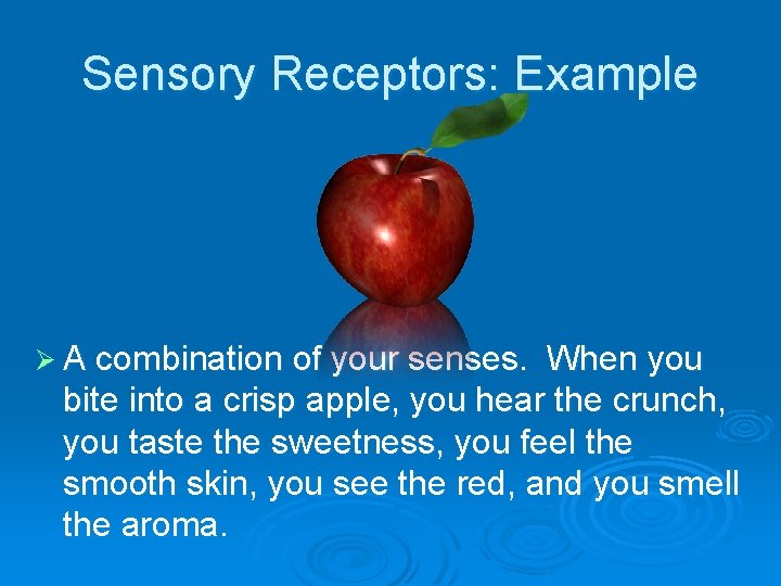 Sensory Receptors: Example Ø A combination of your senses. When you bite into a