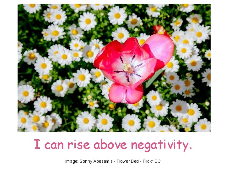 I can rise above negativity. Image: Sonny Abesamis - Flower Bed - Flickr CC