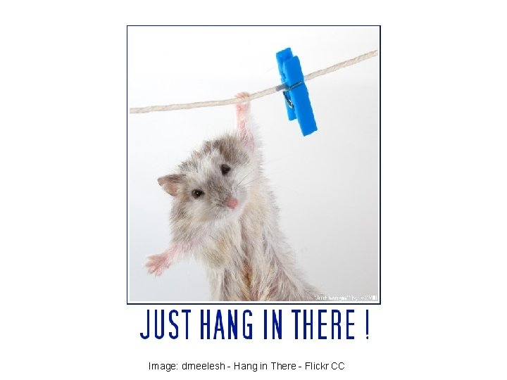 Image: drneelesh - Hang in There - Flickr CC 