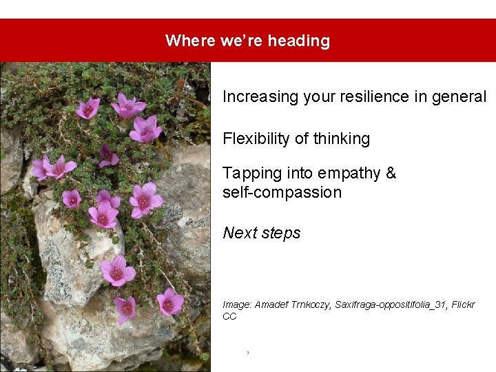 Where we’re heading Increasing your resilience in general Flexibility of thinking Tapping into empathy