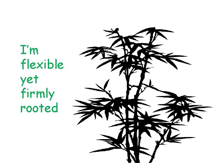 I’m flexible yet firmly rooted 