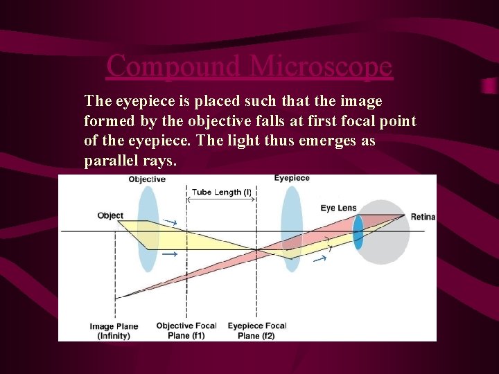 Compound Microscope The eyepiece is placed such that the image formed by the objective