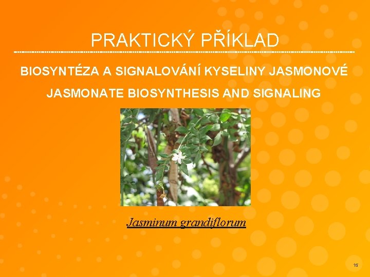 PRAKTICKÝ PŘÍKLAD BIOSYNTÉZA A SIGNALOVÁNÍ KYSELINY JASMONOVÉ JASMONATE BIOSYNTHESIS AND SIGNALING Jasminum grandiflorum 15