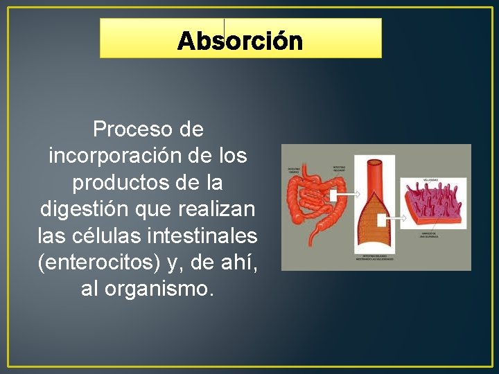 Absorción Proceso de incorporación de los productos de la digestión que realizan las células