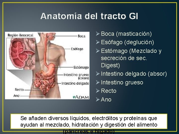 Anatomía del tracto GI Ø Boca (masticación) Ø Esófago (deglución) Ø Estómago (Mezclado y