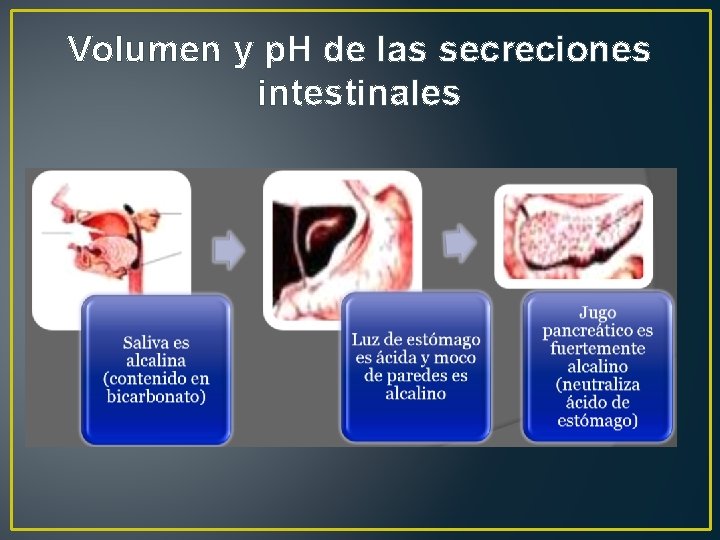 Volumen y p. H de las secreciones intestinales 