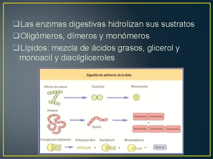 q. Las enzimas digestivas hidrolizan sustratos q. Oligómeros, dímeros y monómeros q. Lípidos: mezcla