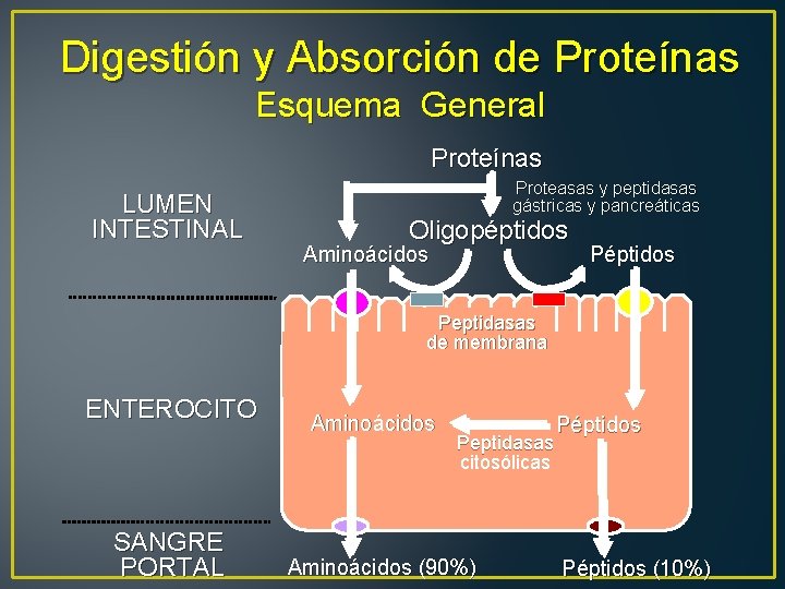 Digestión y Absorción de Proteínas Esquema General Proteínas LUMEN INTESTINAL Proteasas y peptidasas gástricas