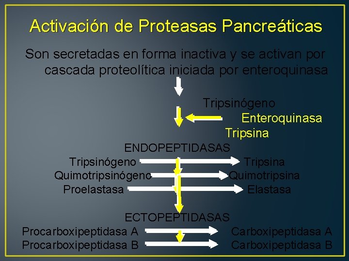 Activación de Proteasas Pancreáticas Son secretadas en forma inactiva y se activan por cascada