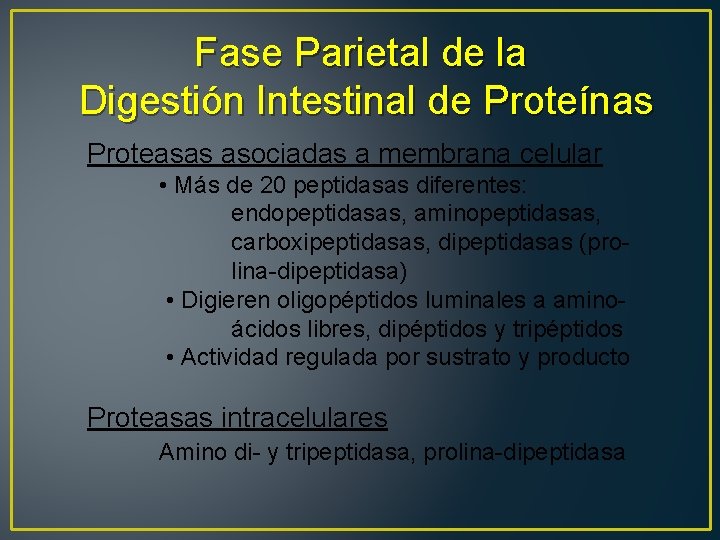 Fase Parietal de la Digestión Intestinal de Proteínas Proteasas asociadas a membrana celular •