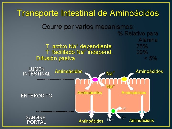 Transporte Intestinal de Aminoácidos Ocurre por varios mecanismos: % Relativo para Alanina T. activo